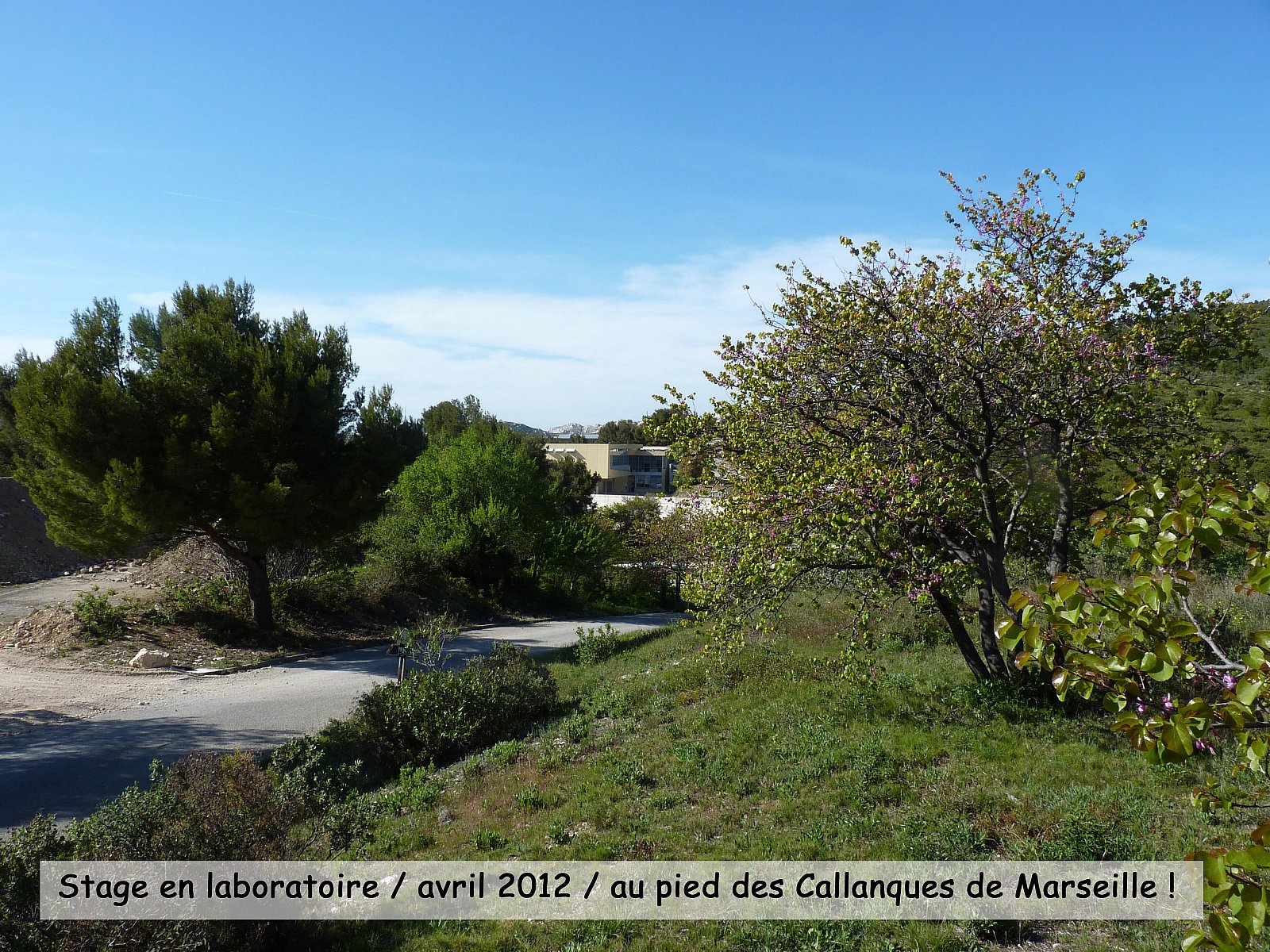 Stage en laboratoire 2012