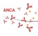 anca