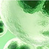lymphocyte.jpg