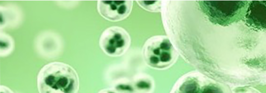 lymphocyte